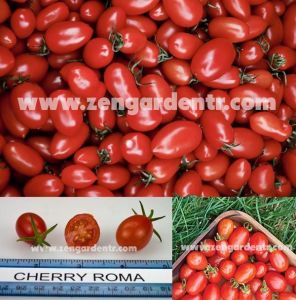 Çeri roma domates tohumu geleneksel