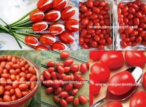 Çeri roma domates tohumu geleneksel