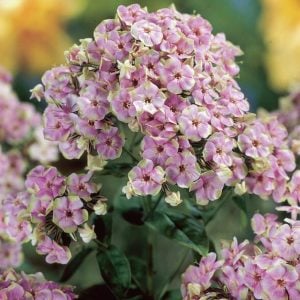 Floks fidesi phlox paniculata starburst