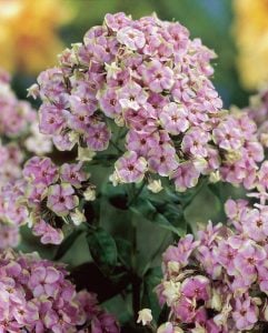 Floks fidesi phlox paniculata starburst