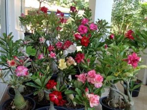 Adenium fidesi çöl gülü karışık renkler