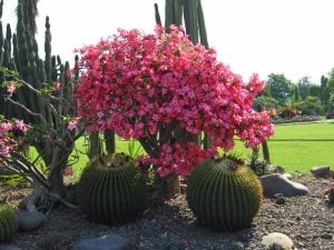 Adenium fidesi çöl gülü karışık renkler