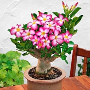 Adenium fidesi çöl gülü karışık renkler