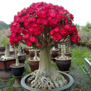 Adenium fidesi çöl gülü karışık renkler