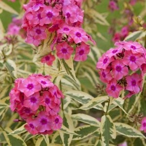 Alaca yapraklı floks fidesi phlox paniculata becky towe