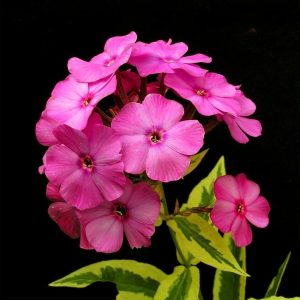 Alaca yapraklı floks fidesi phlox paniculata becky towe