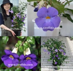 Thunbergia erecta fidesi mavi leylak renkli çiçekler