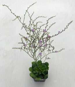 Limonium bellidifolium çiçeği saksıda