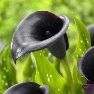 Siyah gala soğanı odessa ithal zantedeschia calla lily