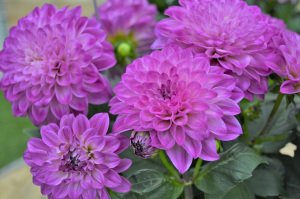 Yıldız çiçeği fidesi dalya dahlia XL lubega violet bicolor