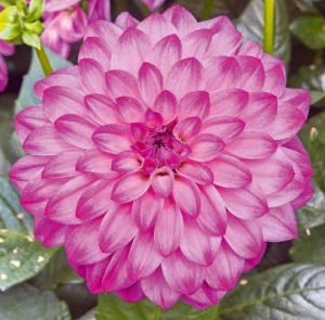 Yıldız çiçeği fidesi dalya dahlia XL lubega violet bicolor