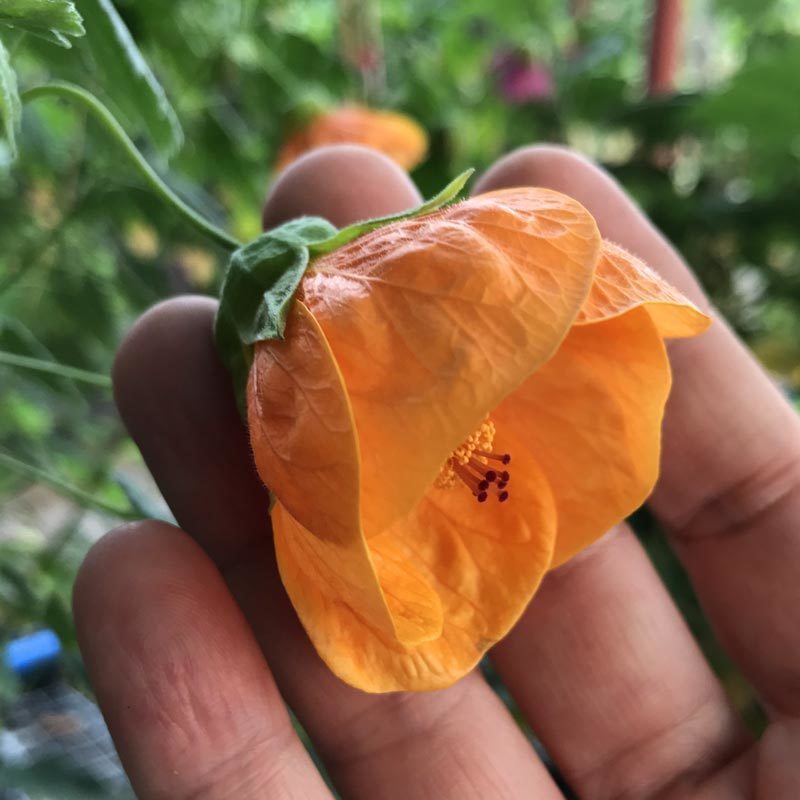 Turuncu abutilon fidanı patio orange