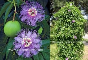 Kokulu passiflora incarnata fidesi meyveli sarmaşık