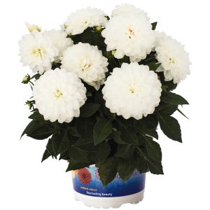 Yıldız çiçeği fidesi dalya dahlia XL lubega white