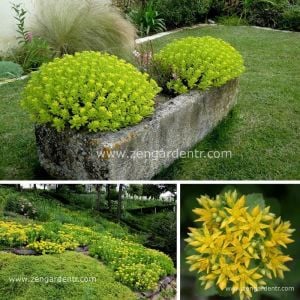 Sedum takesimense çiçekli dam koruğu