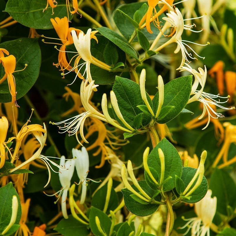 Kokulu hanımeli fidesi beyaz çiçekli lonicera japonica