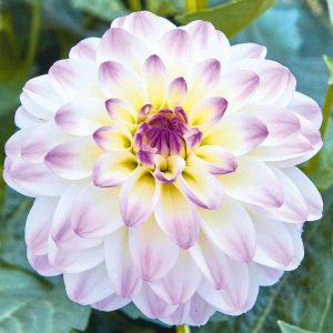 Yıldız çiçeği fidesi dalya dahlia XL lubega lilac frost