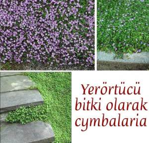 Sarkan nakkaş bitkisi fidesi nakkaş sarmaşık cymbalaria muralis ivy