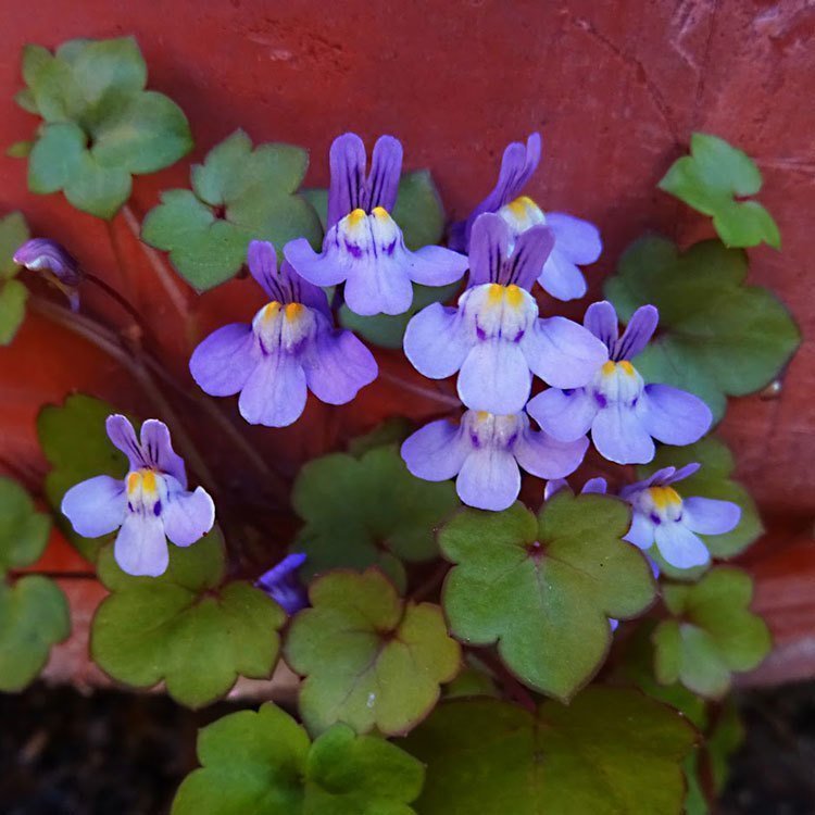 Sarkan nakkaş bitkisi fidesi nakkaş sarmaşık cymbalaria muralis ivy