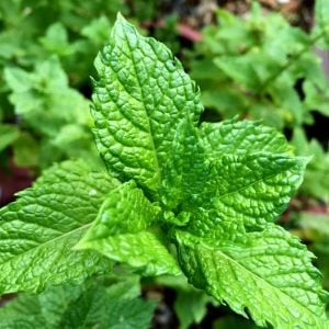 Taşkent nane fidesi mentha spicata Tashkent