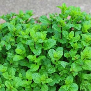 Taşkent nane fidesi mentha spicata Tashkent