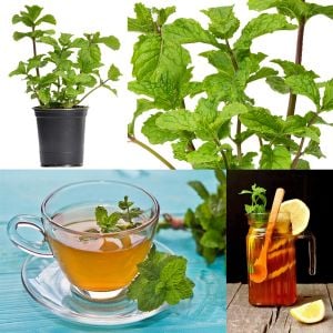 Taşkent nane fidesi mentha spicata Tashkent