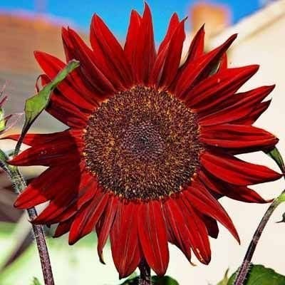 Alev kırmızı ayçiçeği tohumu red sun sunflower helianthus annuus