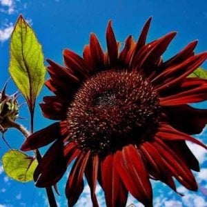Alev kırmızı ayçiçeği tohumu red sun sunflower helianthus annuus