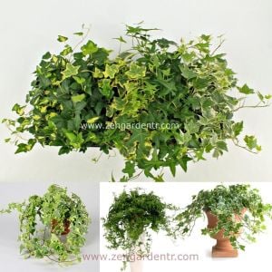 Mini hedera helix fidesi küçük yapraklı varyeteler