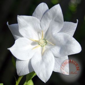 Katmerli platycodon tohumu beyaz balon çiçeği tohumu grandiflorus