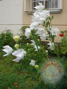 Katmerli platycodon tohumu beyaz balon çiçeği tohumu grandiflorus