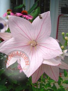 Pembe balon çiçeği tohumu platycodon grandiflora