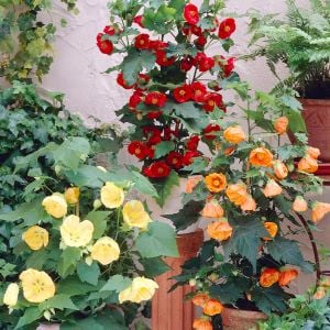 Abutilon tohumu karışık renkler hibrit abutilon x hybridum