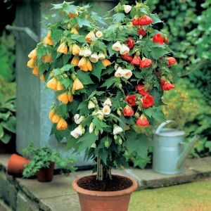 Abutilon tohumu karışık renkler hibrit abutilon x hybridum