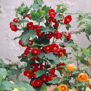 Abutilon tohumu karışık renkler hibrit abutilon x hybridum