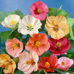 Abutilon tohumu karışık renkler hibrit abutilon x hybridum