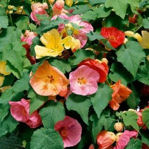 Abutilon tohumu karışık renkler hibrit abutilon x hybridum