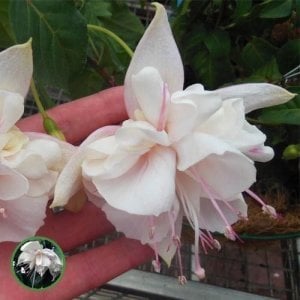 White king küpeli çiçeği fidesi XXL büyük katlı çiçekli