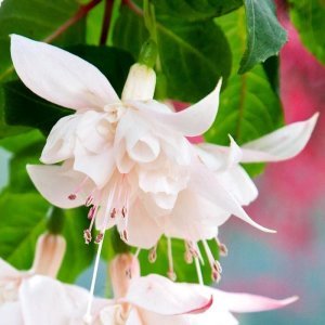 White king küpeli çiçeği fidesi XXL büyük katlı çiçekli
