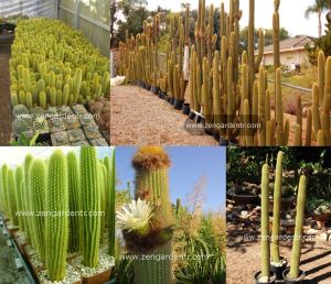 Peru kaktüs tohumu weberbauerocereus cactus