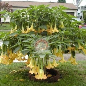 Sarı brugmansia fidanı parfüm kokulu dev çiçekler