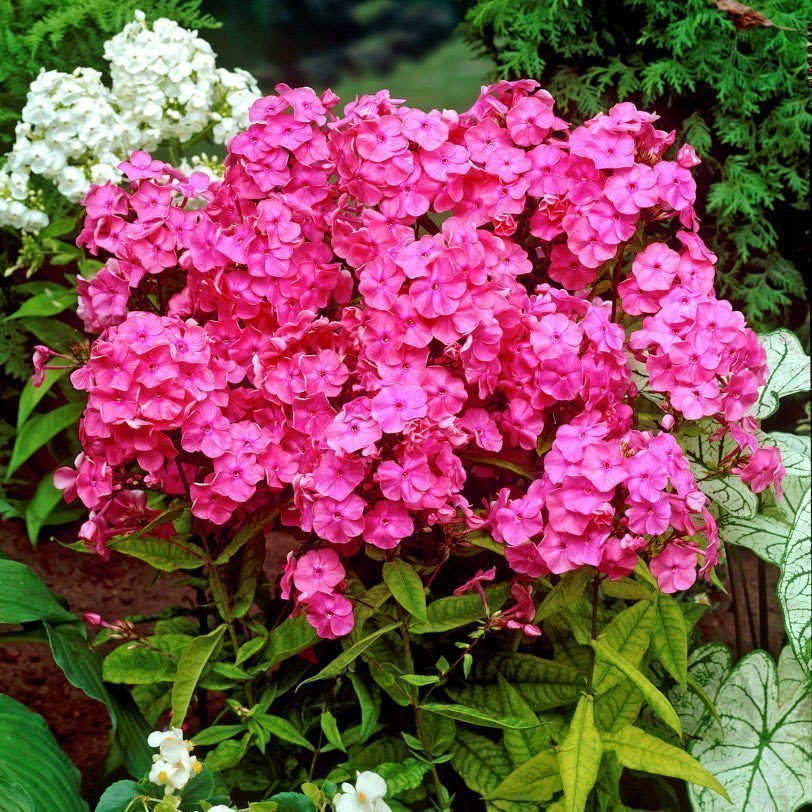 Pembe floks fidesi phlox paniculata rijnstroom