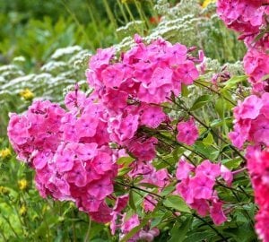 Pembe floks fidesi phlox paniculata rijnstroom