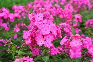 Pembe floks fidesi phlox paniculata rijnstroom