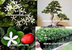 Çalı yasemin fidesi kokulu carissa grandiflora natal plum