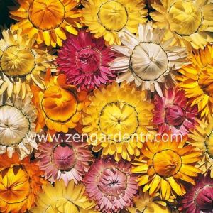 Ölümsüz çiçek helichrysum tohumu saksılık katmerli 8 renk karışım