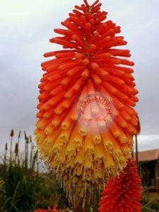 Fener çiçeği tohumu karışık renk kniphofia royal castle mixture