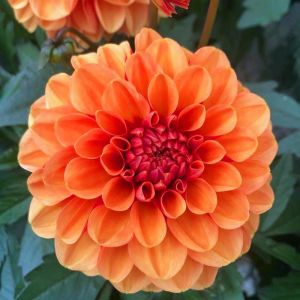Choco Orange yıldız çiçeği fidesi dalya dahlia lubega power