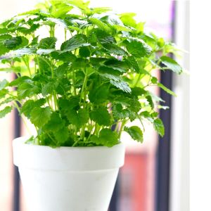 Şifalı melisa tohumu oğul otu lemon balm melissa officinalis