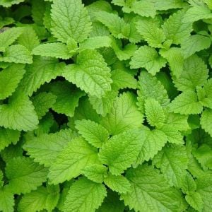 Şifalı melisa tohumu oğul otu lemon balm melissa officinalis